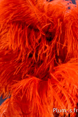 Autruche - 30-40 cm - ambre